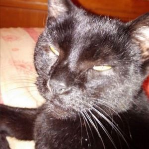 Meet your Posher, Tony